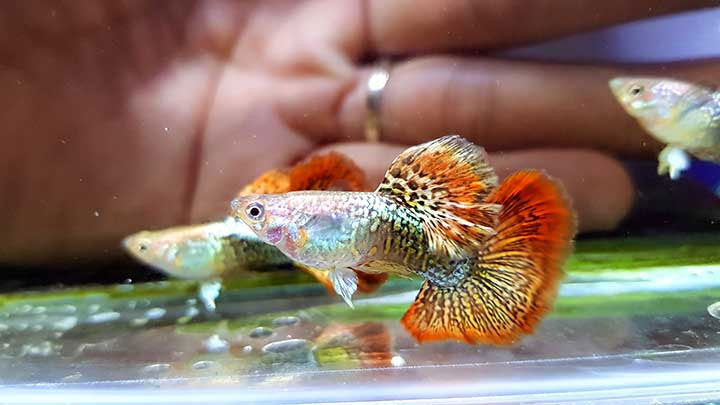 Cá bảy màu rồng đỏ Cá bảy màu rồng đỏ