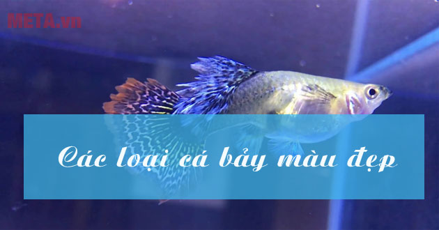 Cá bảy màu