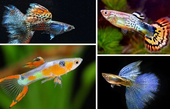 Cách nuôi cá bảy màu Cách nuôi cá bảy màu