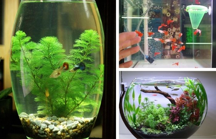 Cách nuôi cá bảy màu Cách nuôi cá bảy màu