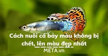 Cách nuôi cá bảy màu không bị chết, lên màu đẹp nhất