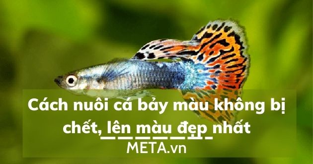 Cách nuôi cá bảy màu