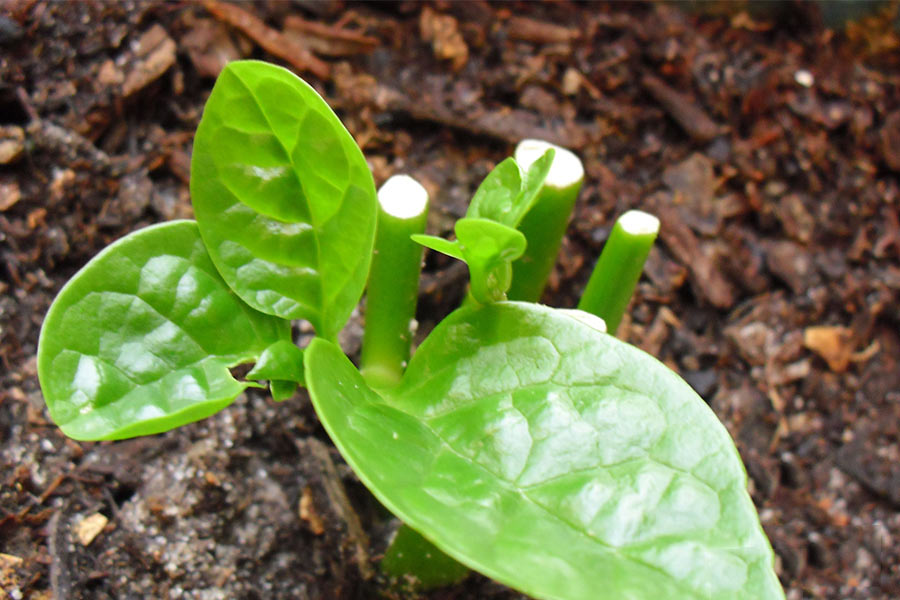 Trồng rau mồng tơi bằng cành đơn giản Trồng rau mồng tơi bằng cành đơn giản