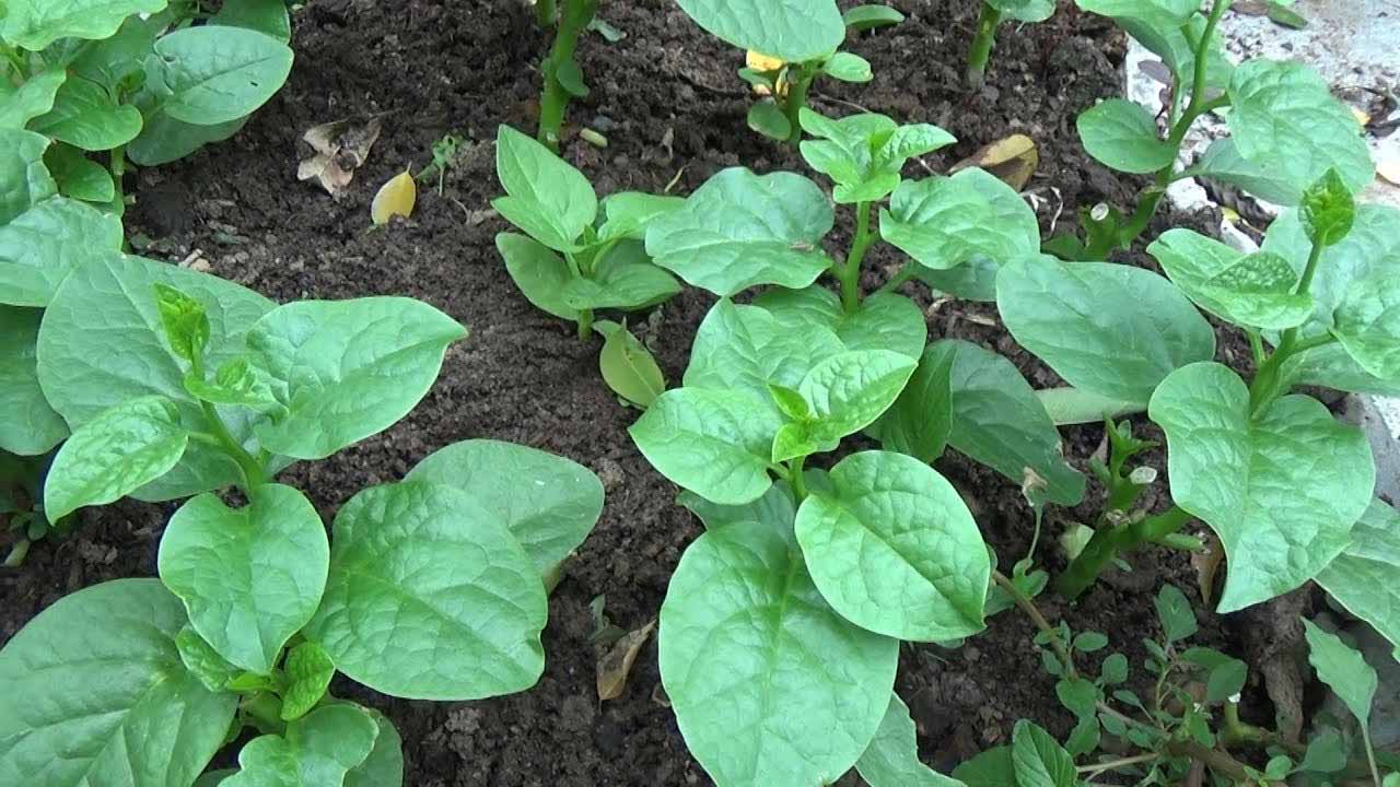 Hướng dẫn cách trồng rau mồng tơi bằng cành