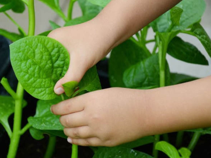 Cách chăm sóc cây rau mồng tơi Cách chăm sóc cây rau mồng tơi