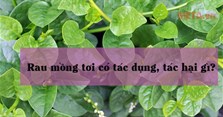 Rau mồng tơi có tác dụng, tác hại gì? Ai không nên ăn rau mồng tơi?