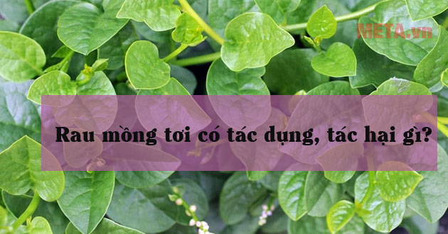 Rau mồng tơi
