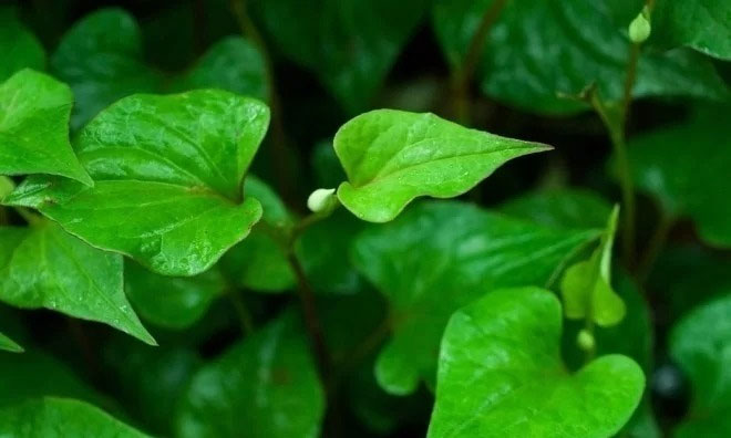 Mặt nạ nha đam diếp cá