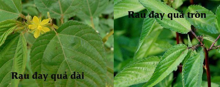 Phân loại rau đay