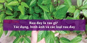 Rau đay là rau gì? Tác dụng, hình ảnh và các loại rau đay