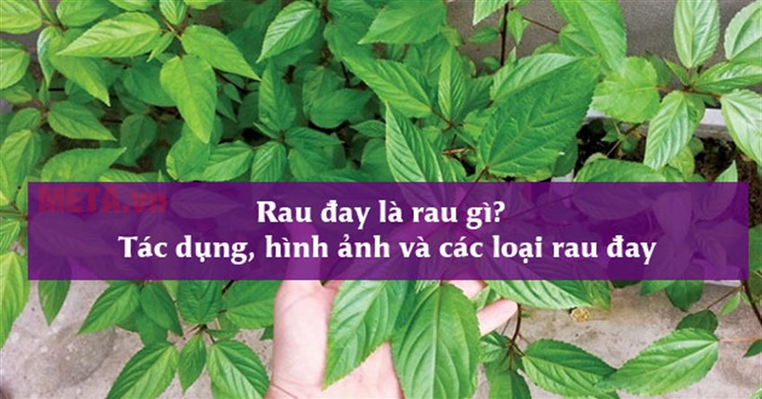 Rau đay là rau gì? Tác dụng, hình ảnh và các loại rau đay