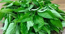 Rau đay nấu gì ngon? Rau đay kỵ với gì?