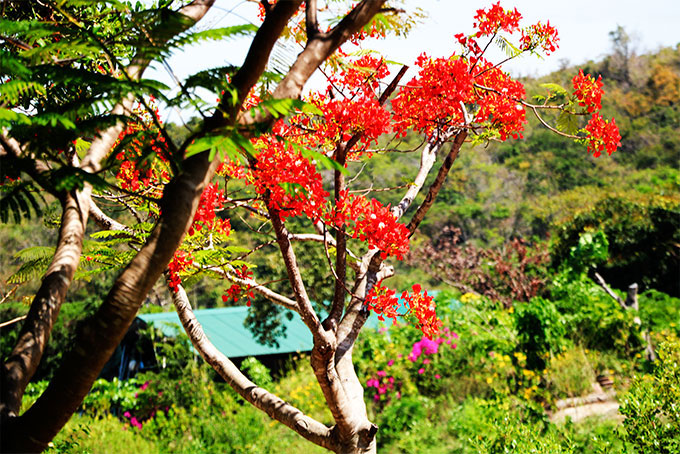 Hình ảnh mùa hè hoa phượng đẹp