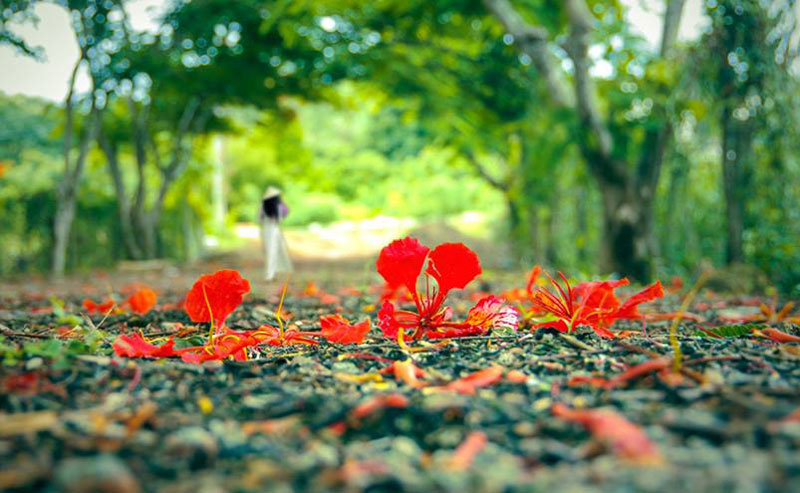 Hình ảnh mùa hạ buồn