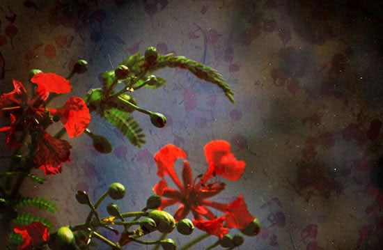 Hình ảnh mùa hạ buồn