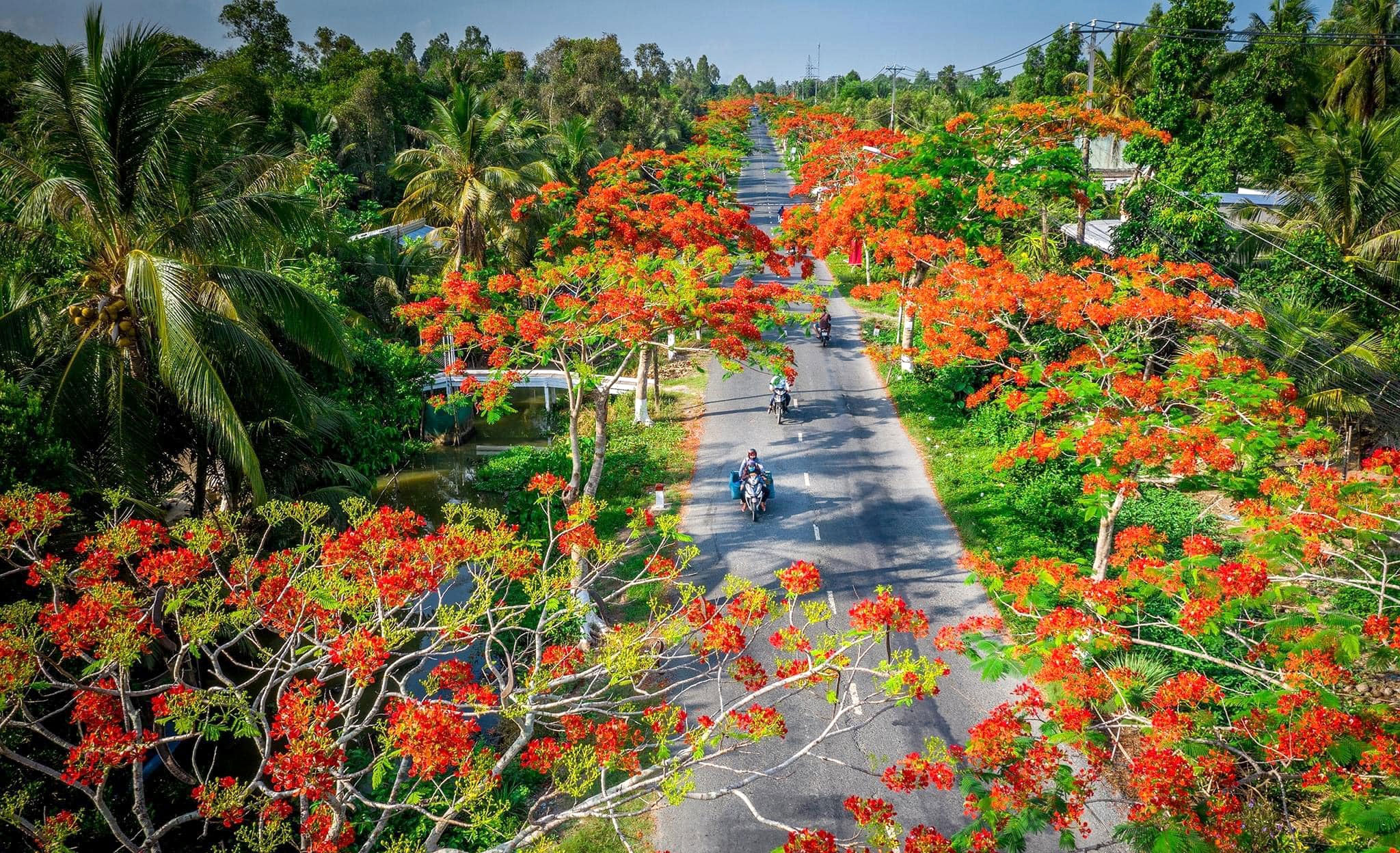 Hình ảnh mùa hè hoa phượng đẹp