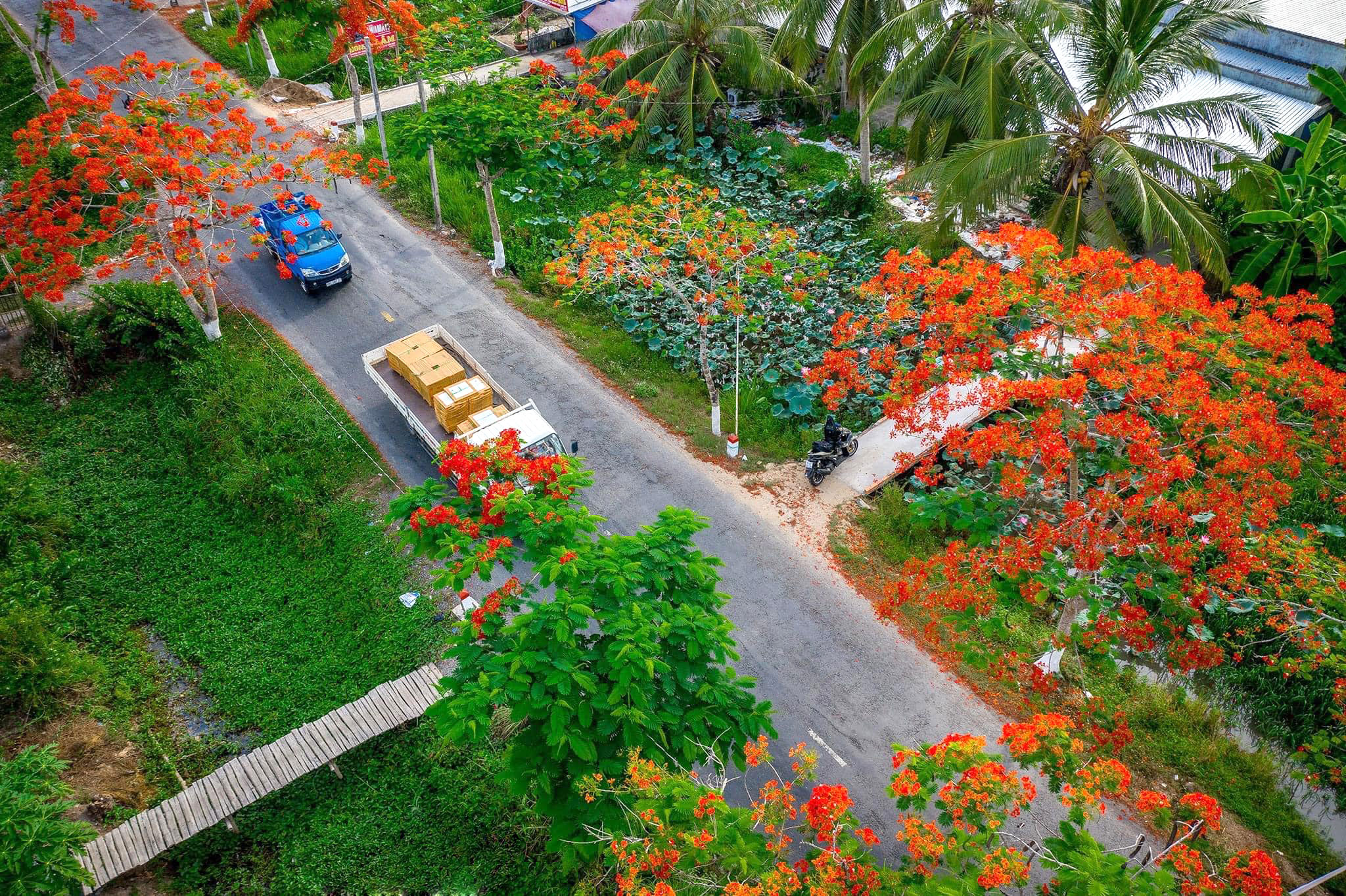 Hình ảnh mùa hè hoa phượng đẹp