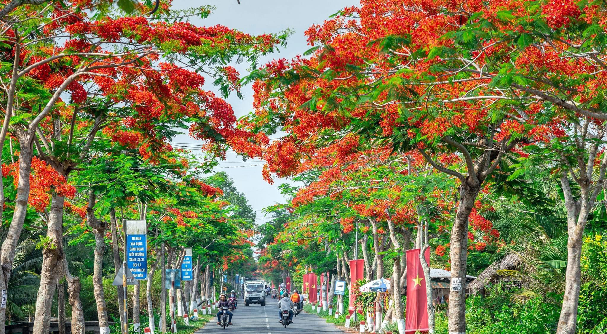 Hình ảnh mùa hè hoa phượng đẹp