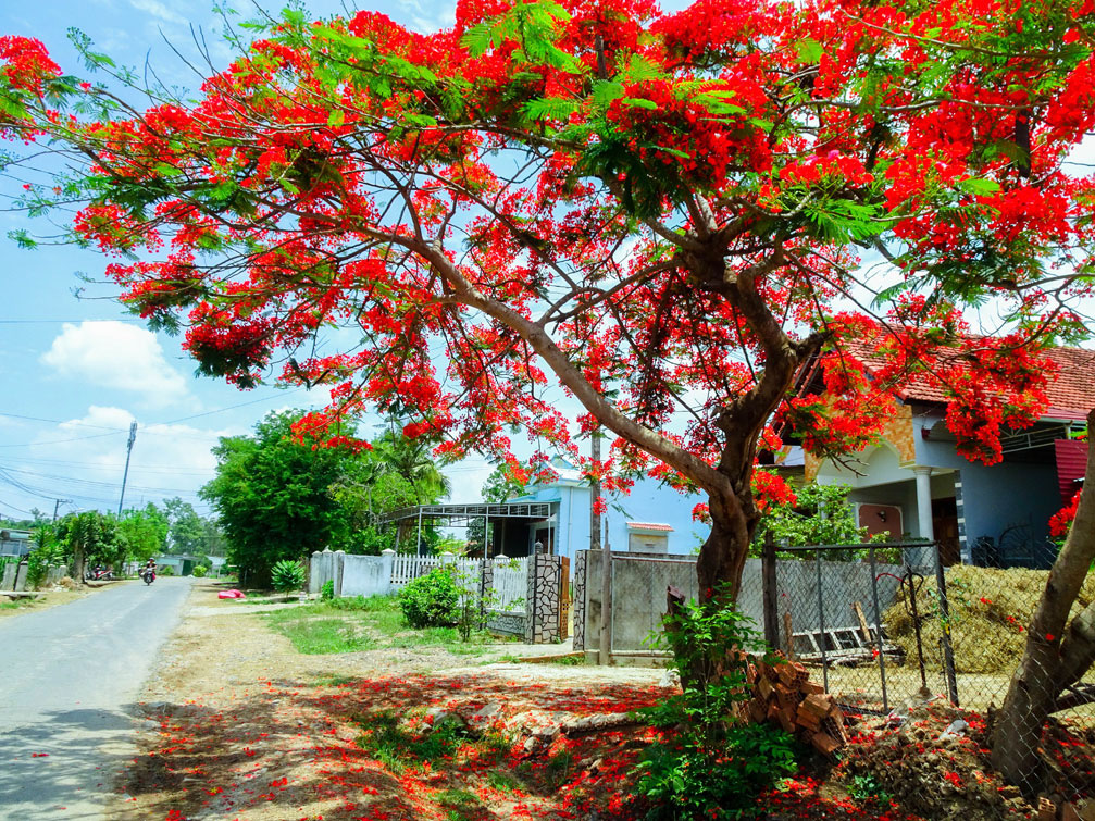 Hình ảnh mùa hè hoa phượng đẹp