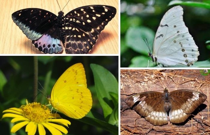 Bướm bay vào nhà là điềm gì? Bướm bay vào nhà là điềm gì?