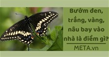Bướm đen, trắng, vàng, nâu bay vào nhà là điềm gì?
