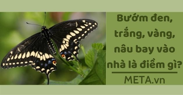 Bướm bay vào nhà là điềm gì? Bướm bay vào nhà là điềm gì?