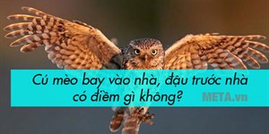 Cú mèo bay vào nhà, đậu trước nhà có điềm gì không?