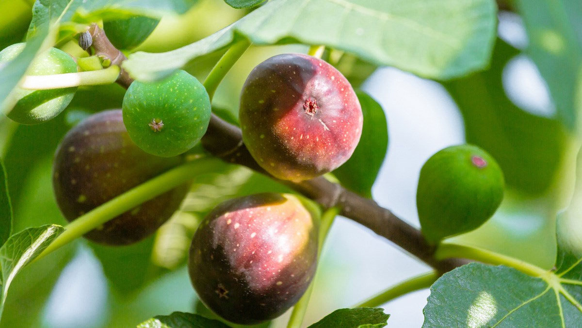 Ăn sung nhiều có tốt không Ăn sung nhiều có tốt không