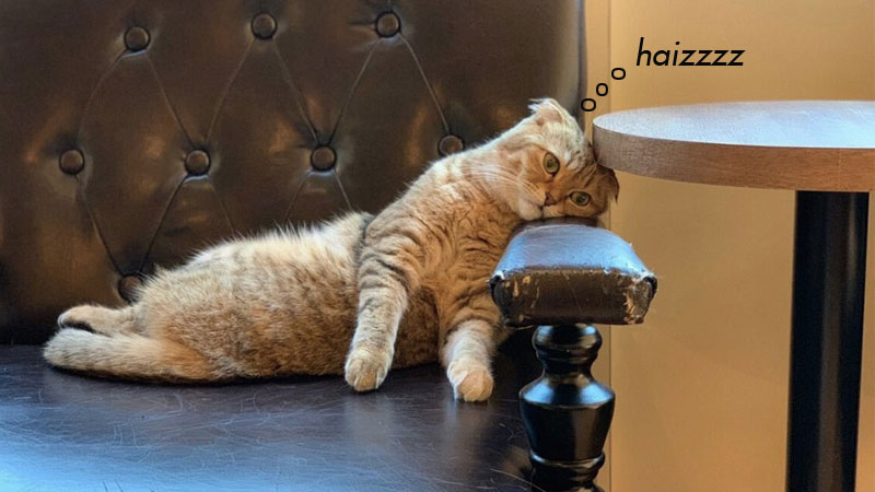 Ý nghĩa của haizz là gì