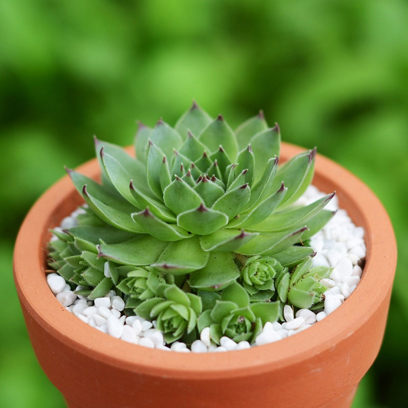 Cây để bàn cho tuổi Dậu