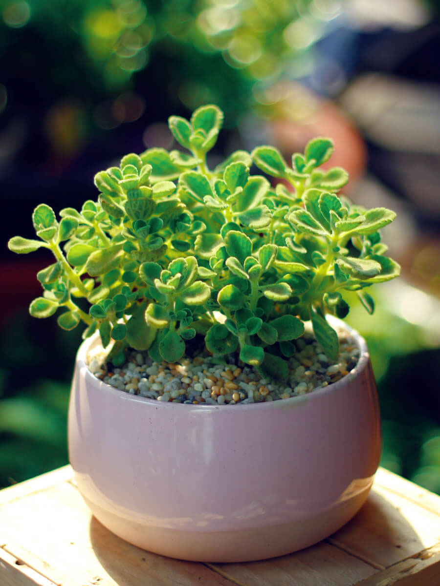 Cây để bàn cho tuổi Hợi