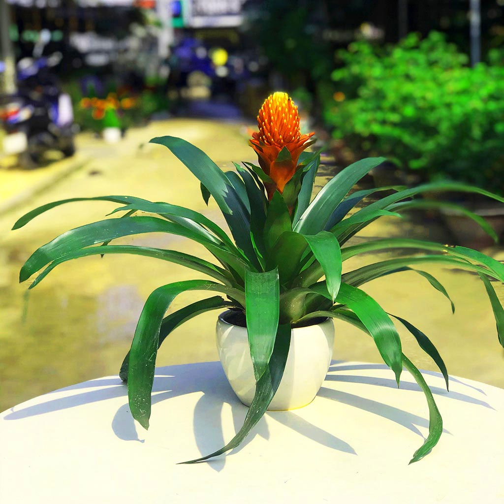 Cây để bàn cho tuổi Sửu