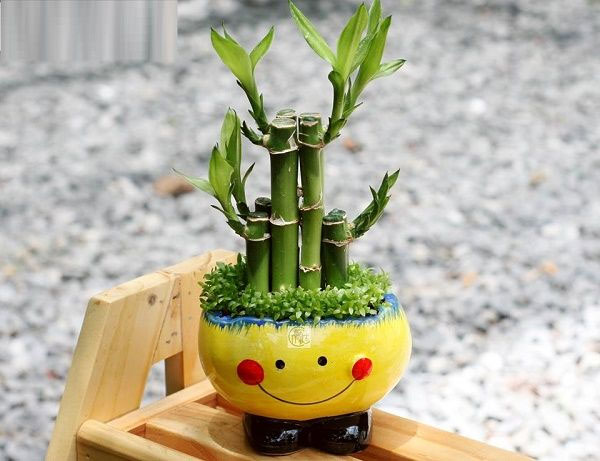 Cây để bàn cho tuổi Mão