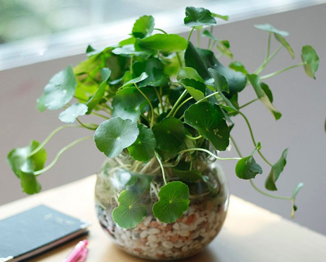 Cây để bàn cho tuổi Tỵ