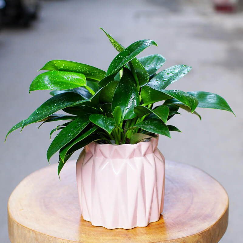 Cây để bàn cho tuổi Ngọ