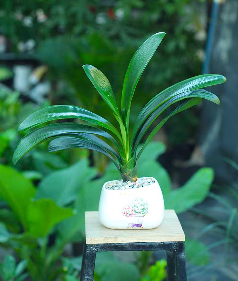 Cây để bàn cho tuổi Mùi