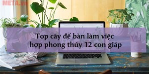 Top cây để bàn làm việc hợp phong thủy 12 con giáp