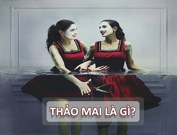 Tìm hiểu thảo mai là gì