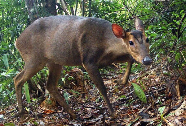 Hình ảnh sao la Hình ảnh sao la