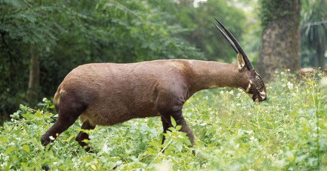 Hình ảnh sao la Hình ảnh sao la