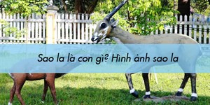 Sao la là con gì, còn bao nhiêu con? Hình ảnh con sao la