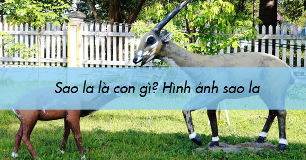 Sao la là con gì Sao la là con gì