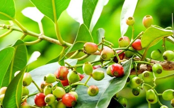 Nụ vối có tác dụng gì Nụ vối có tác dụng gì