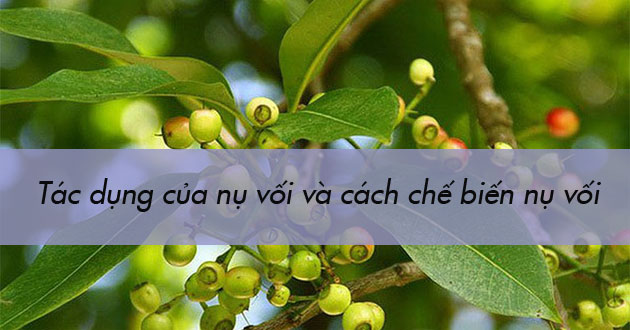 Tác dụng của nụ vối Tác dụng của nụ vối