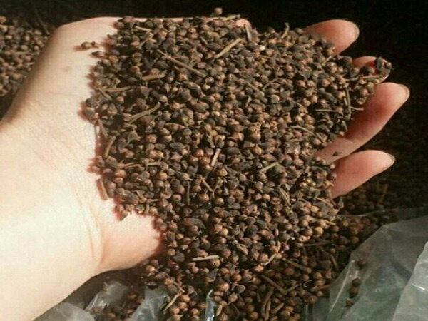 Cách phơi khô nụ vối