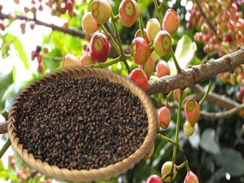 Hướng dẫn cách làm nụ vối phơi khô