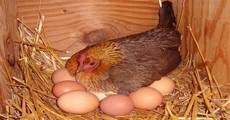 Gà ấp bao nhiêu ngày thì nở? Thời gian ấp trứng gà chuẩn nhất