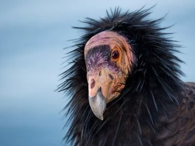 Kền kền California (The California Condor) Kền kền California (The California Condor)