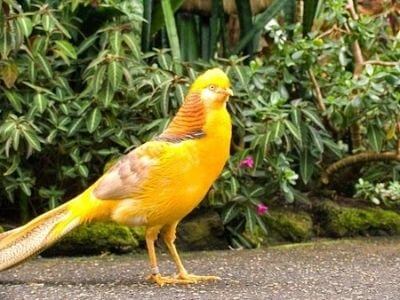 Chim trĩ vàng Chim trĩ vàng