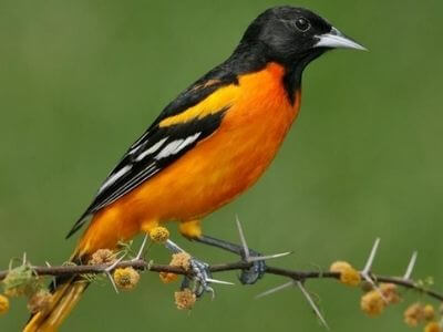 Vàng anh phương Bắc (Northern Oriole)  Vàng anh phương Bắc (Northern Oriole)